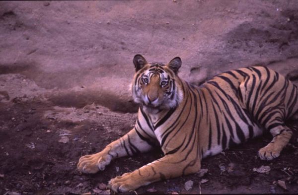 Bengal Tiger snarl